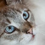 Aké suché krmivo je nebezpečné pre vašu mačku: skryté nebezpečenstvá, o ktorých vám obal nehovorí ake-suche-krmivo-je-nebezpecne-pre-vasu-macku-skryte-nebezpecenstva.jpg