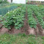 Ako pripraviť hnojivo z banánovej šupky: recept krok za krokom na účinné hnojivo pre rastliny ako-pripravit-hnojivo-z-bananovej-supky-recept-krok-za-krokom.jpg