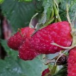 Ako viazať maliny: jednoduchý spôsob, ako zdvojnásobiť úrodu bobúľ ako-viazat-maliny-jednoduchy-sposob-ako-zdvojnasobit-urodu-bobul.jpg