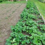 Ako zladiť rastliny na jednom záhone: malé triky pre veľkú úrodu ako-zladit-rastliny-na-jednom-zahone-male-triky-pre-velku.jpg