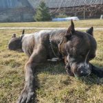 Ako zoznámiť starého domáceho miláčika s novým šteniatkom: stratégia krok za krokom pre pokojné prijatie ako-zoznamit-stareho-domaceho-milacika-s-novym-steniatkom-strategia-krok.jpg