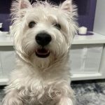 Čo robí pes sám doma celý deň: odhalenie tajomstiev domáceho maznáčika co-robi-pes-sam-doma-cely-den-odhalenie-tajomstiev-domaceho.jpg