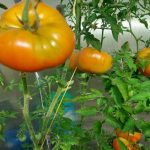 Čo sa stane, ak nikdy neprejdete cez paradajky: experiment, ktorý budete ľutovať co-sa-stane-ak-nikdy-neprejdete-cez-paradajky-experiment-ktory.jpg