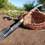 Čo sa stane, keď prestanete kopať záhony: neočakávaný výsledok vzdania sa rýľa co-sa-stane-ked-prestanete-kopat-zahony-neocakavany-vysledok-vzdania.jpg