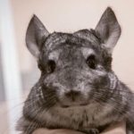 Prečo činčila necíti pach: prekvapivá adaptácia horských obyvateľov, ktorú si nevšímame preco-cincila-neciti-pach-prekvapiva-adaptacia-horskych-obyvatelov-ktoru-si.jpg