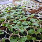 Prečo môže mlieko škodiť sadeniciam: obľúbený mýtus a dôsledky pre pôdu preco-moze-mlieko-skodit-sadeniciam-oblubeny-mytus-a-dosledky-pre.jpg