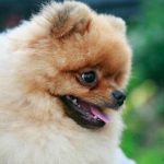 Prečo sa váš pes pred spaním váľa: starodávne rituály domácich zvierat preco-sa-vas-pes-pred-spanim-vala-starodavne-ritualy-domacich.jpg