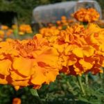 Prečo sa zamat stal najlepším priateľom jahodového záhonu: skryté výhody skromnej kvetiny preco-sa-zamat-stal-najlepsim-priatelom-jahodoveho-zahonu-skryte-vyhody.jpg