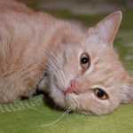 Prečo si mačka šúcha nohy: dešifrovanie skrytých odkazov domáceho maznáčika preco-si-macka-sucha-nohy-desifrovanie-skrytych-odkazov-domaceho-maznacika.jpg