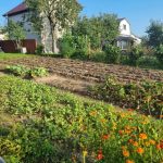 Prečo šikovní záhradníci sadia sideráty: tajomstvo zeleného hnojiva, ktoré sa nevykopáva preco-sikovni-zahradnici-sadia-sideraty-tajomstvo-zeleneho-hnojiva-ktore-sa.jpg