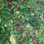 Prečo strihanie jabloní zvyšuje úrodu: ako správne rozložiť silu stromu preco-strihanie-jabloni-zvysuje-urodu-ako-spravne-rozlozit-silu-stromu.jpg