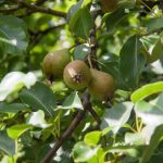 Prečo strihať ovocné stromy dvakrát ročne: skrytý význam jednoduchého postupu preco-strihat-ovocne-stromy-dvakrat-rocne-skryty-vyznam-jednoducheho-postupu.jpg