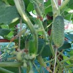 Prečo sú uhorky horké a deformované: Ako vám chyby pri zalievaní kradnú úrodu preco-su-uhorky-horke-a-deformovane-ako-vam-chyby-pri.jpg