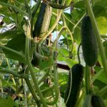 Prečo uhorky potrebujú kôpor: neočakávané tandemy pre maximálny výnos na jednom záhone preco-uhorky-potrebuju-kopor-neocakavane-tandemy-pre-maximalny-vynos-na.jpg