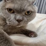 Prečo vás mačky drvia labkami: skrytý význam gesta, ktoré ste si neuvedomovali preco-vas-macky-drvia-labkami-skryty-vyznam-gesta-ktore-ste.jpg